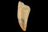 Serrated, Theropod (Deltadromeus?) Tooth - Morocco #159032-1